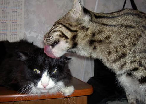 铁血基因与天才接管，当宿命成为必然