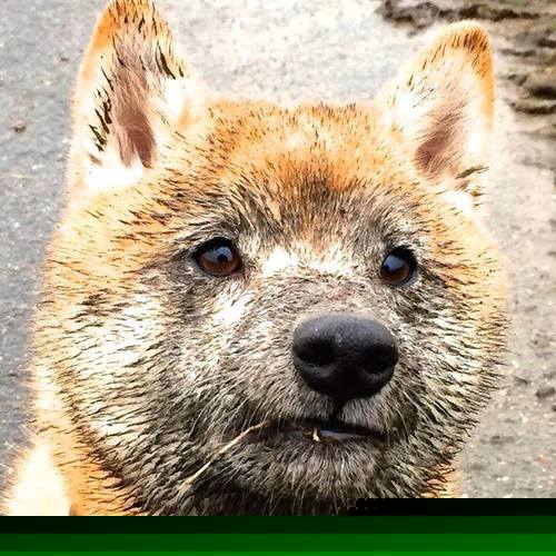 悬崖边的交响曲—浓眉关键封喉,开拓者抢出生死战门票