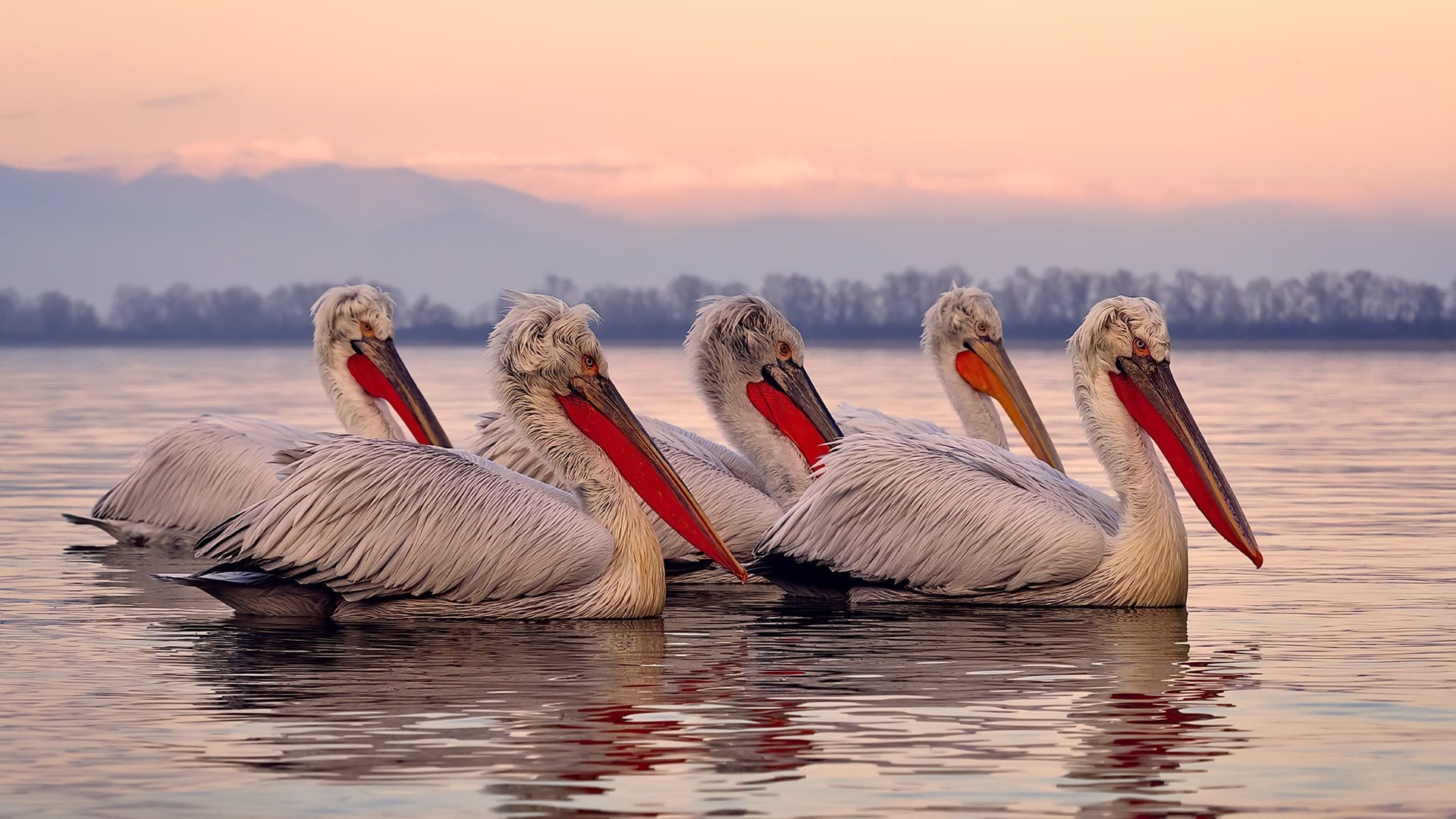 新王与叛军,字母哥的暴力美学,热火的窒息反杀