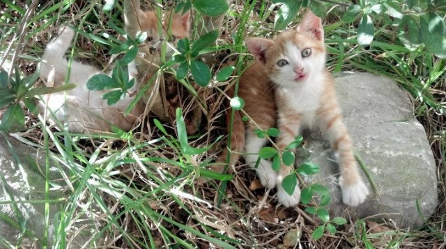 绿茵魔术师与他的最后一舞，当巴西灵魂注入北伦敦，梅西在2026的黄昏加冕