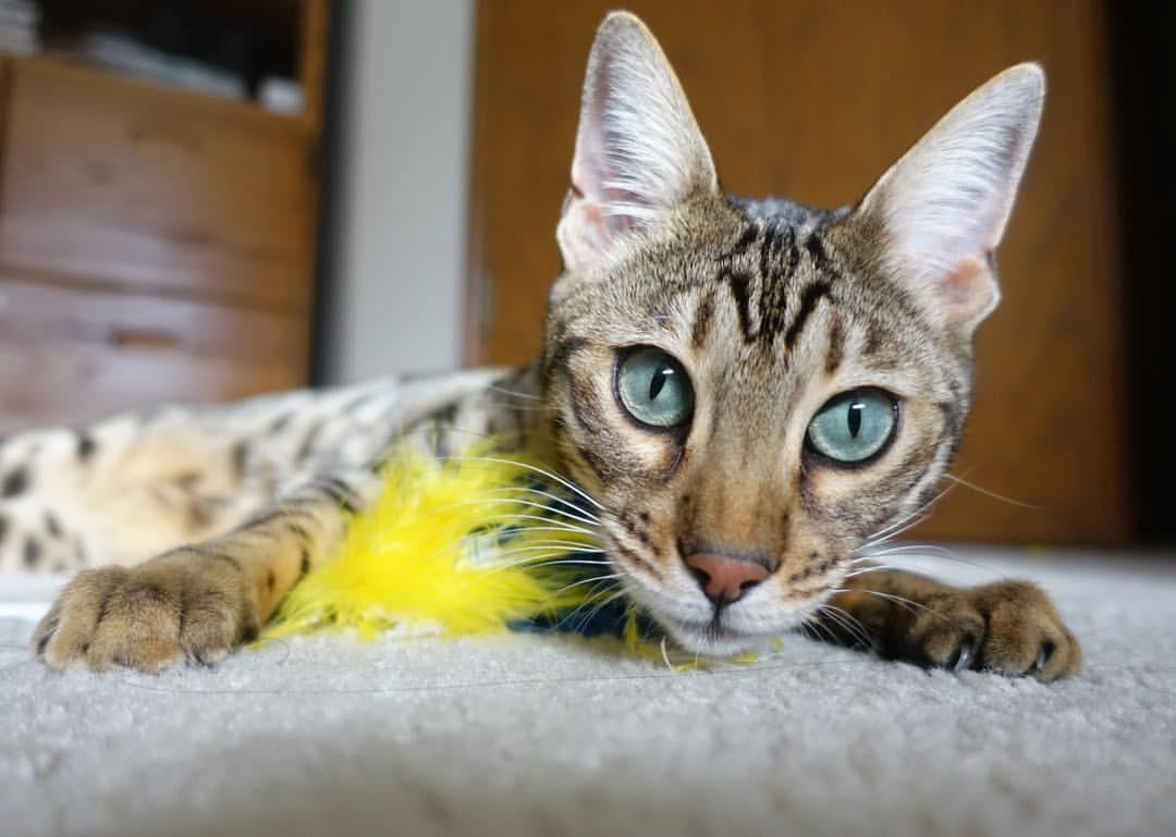 足球的两种极致,2014的洪流与2023的魔法