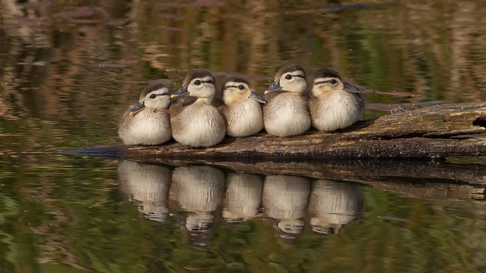 当巨人倒下时,霍勒迪用攻防两端的绝对统治,诠释小个子的宏大史诗