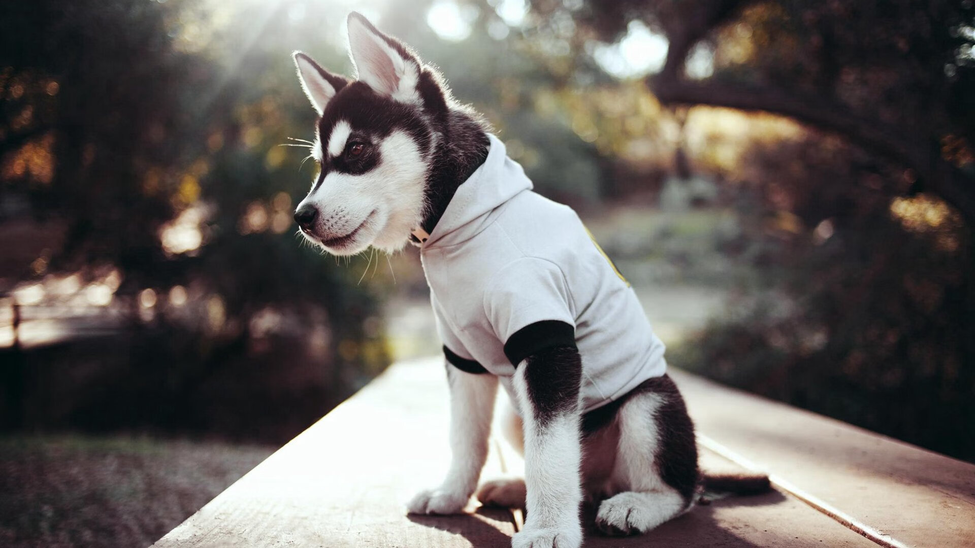 独行侠封锁公牛,杜兰特比赛走势一手掌控