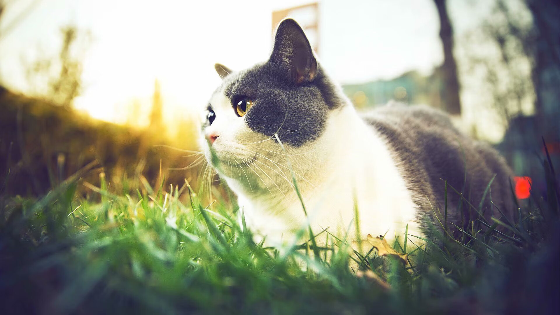 东西部豪强关键战风格迥异,福克斯冷血绝杀,步行者用三分雨淹没勇士