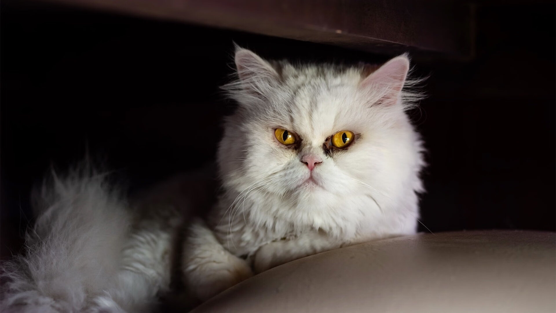 平行时空的史诗对决，阿根廷国家队加时险胜马赛，欧冠史上最离奇半决赛