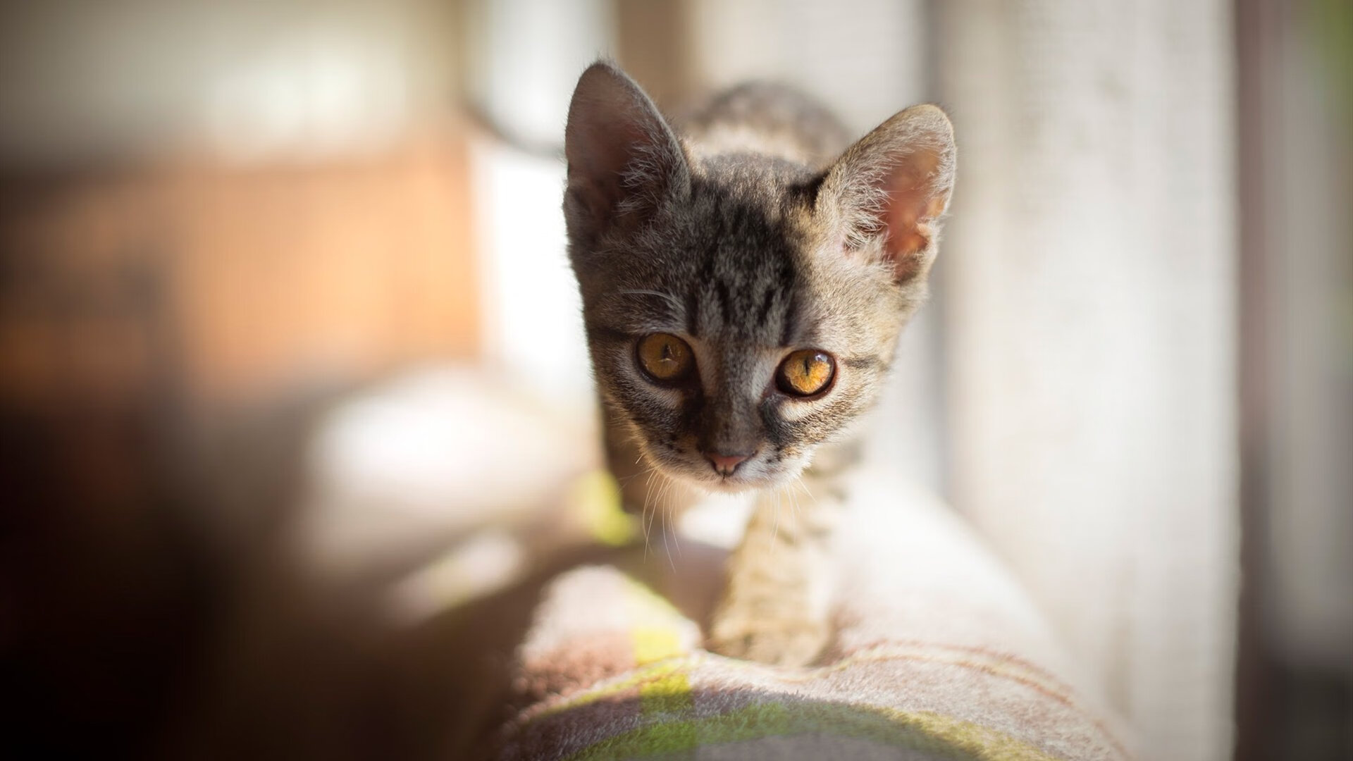 向全世界按下静音键，西决生死战之夜的伦纳德